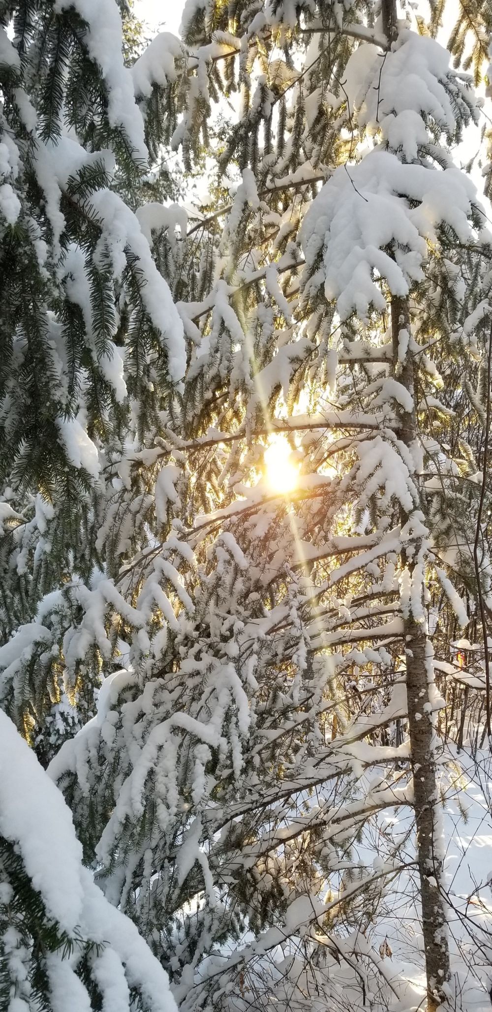 Snowy Morning Light