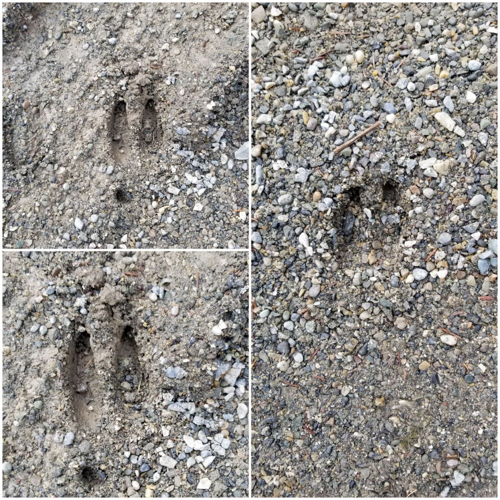 Deer tracks!  Adventures!