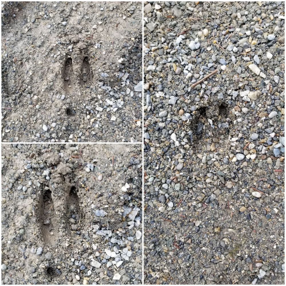 Deer tracks!  Adventures!