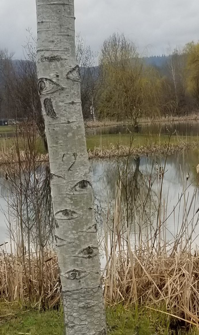 Tree Eyes - what do they see?  #grounding #5senses